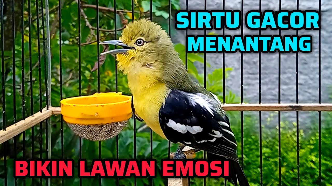 SIRTU GACOR SUARA AMPUH UNTUK PANCINGAN BIKIN SIRTU/SIRPU LANGSUNG EMOSI