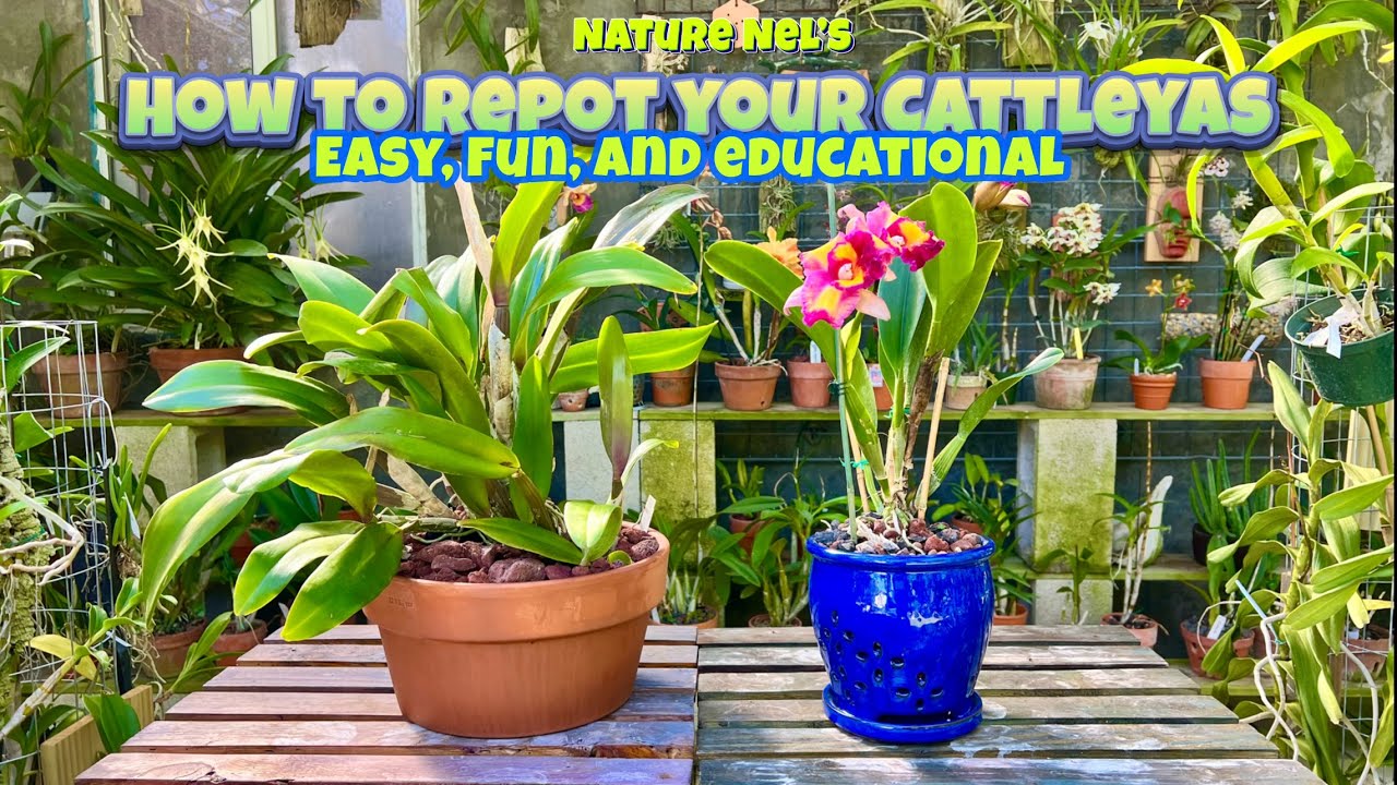 Easy steps to repot your Cattleya orchid. What medium to use and finding the right pot.