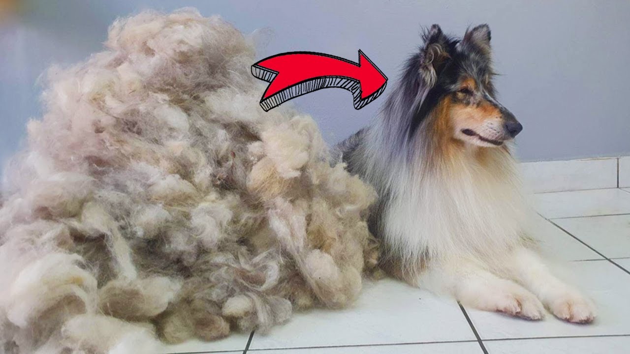 ALL HER HAIR - HUGE UNDERCOAT REMOVAL @ManWithThePaws  Deshedding Rough Collie Grooming