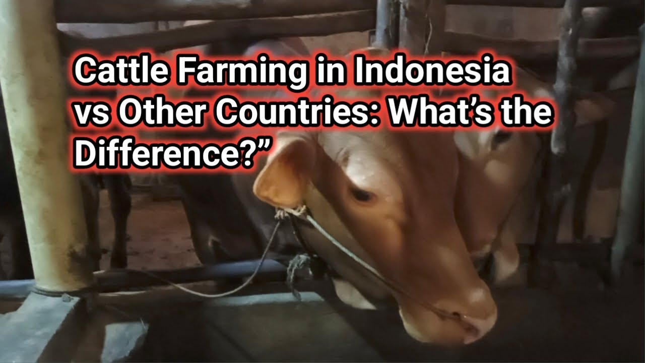 Cattle Farming in Indonesia vs Other Countries: What&rsquo;s the Difference?