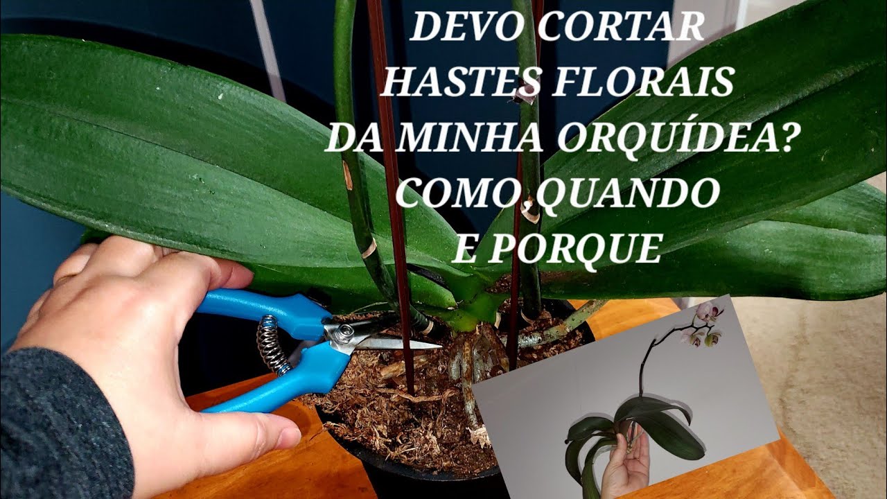 [DEVO CORTAR]A HASTE FLORAL DA ORQUÍDEA PHALAENOPSIS?VEJA COMO,QUANDO E PORQUE.