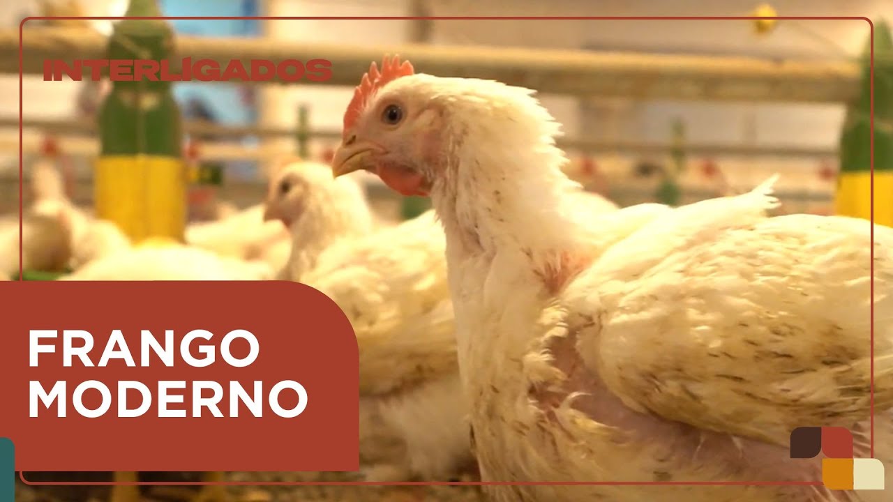 Saiba qual o segredo do frango moderno para comer menos e crescer mais? | Interligados - 12/03/2025