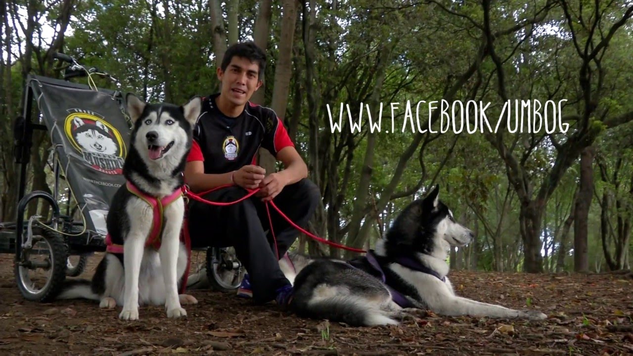Dame esa pata: Urban Mushing, un deporte perfecto para las mascotas.