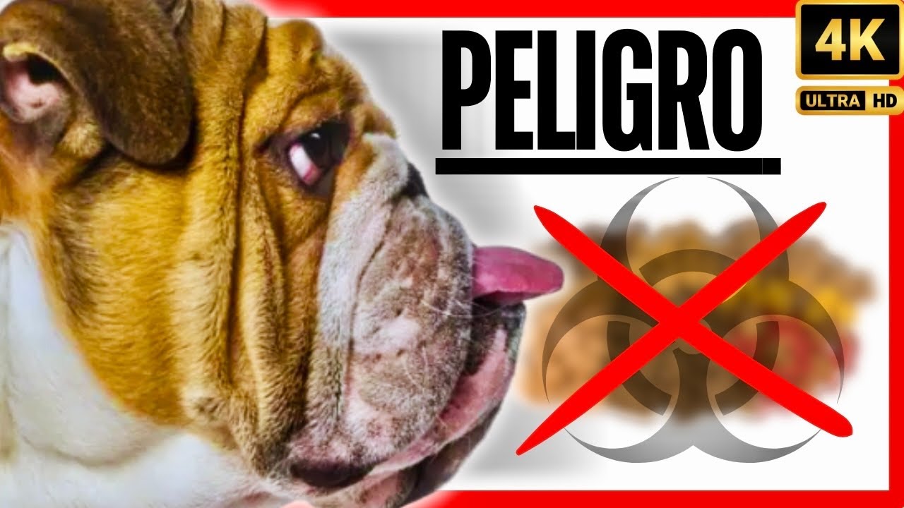 🔴😱“PEORES ALIMENTOS Para Un BULLDOG INGLÉS”#salud #nutricion