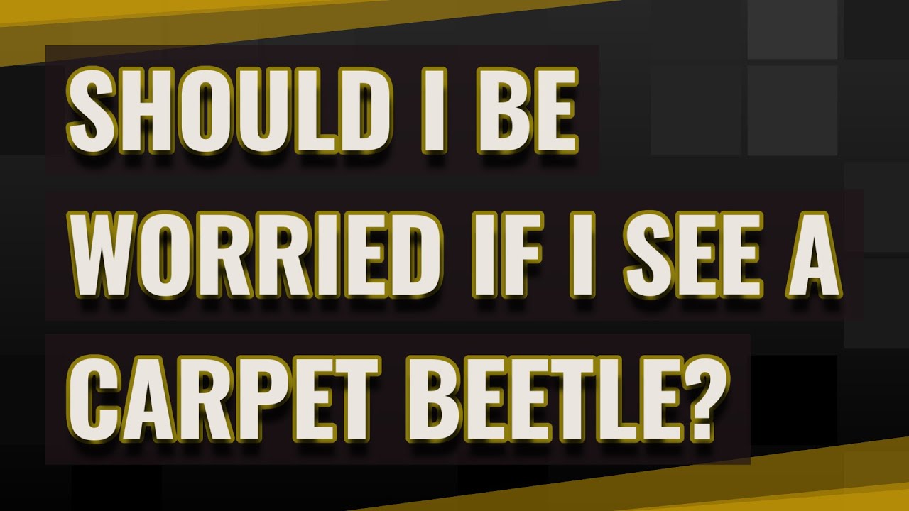 Should I be worried if I see a carpet beetle?