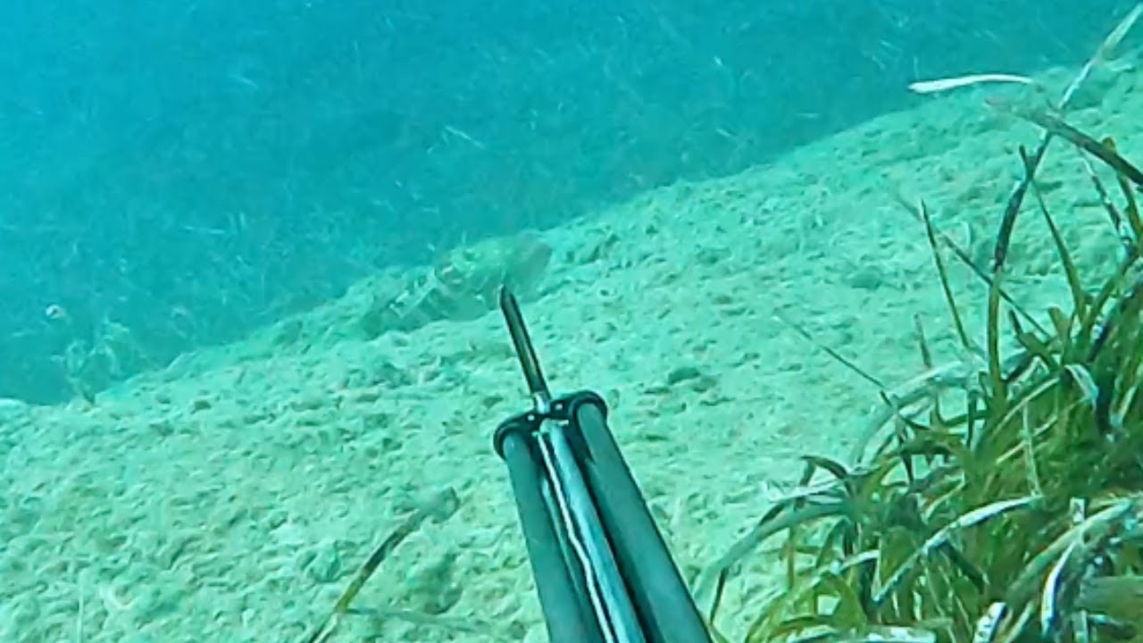 Shallow white grouper winter fishing | Greece Spearfishing