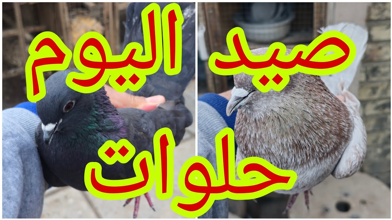 😍صيد اليوم دبل واحلا غرابيه ورماني😍طيرت البصاروه🥰وسبحت الحمام الحمر🥰@