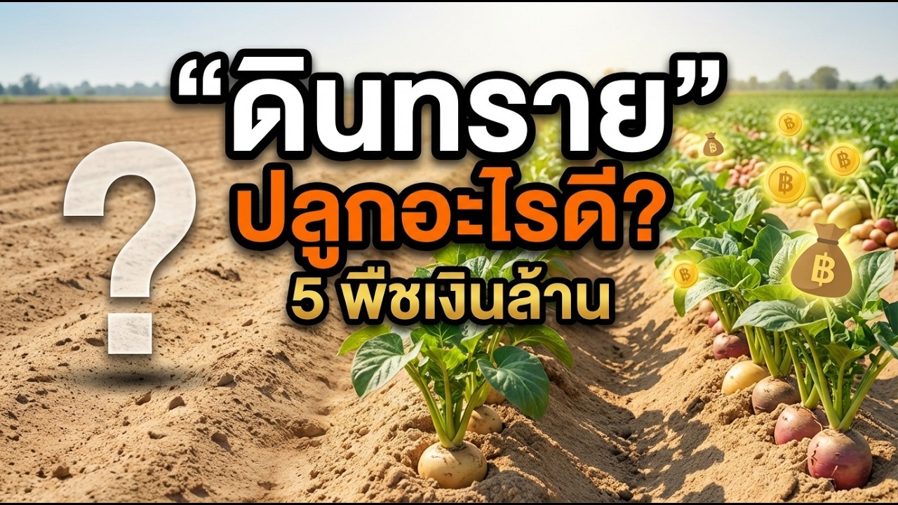 ความลับคนรวยเงียบ! เทคนิคปลูก 5 พืชหัวในดินทราย ให้ระเบิดหัวใหญ่ (มันเทศ/แตงโม/ถั่ว)