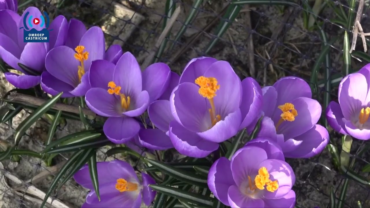 Hortus Bulborum van oktober 2020 en juli 2021