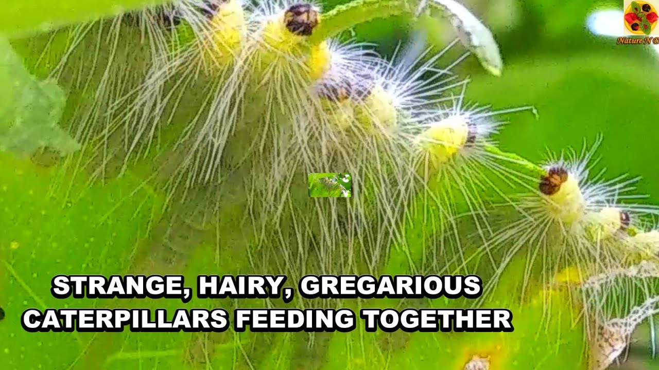 A Documentary Of &ldquo;STRANGE, HAIRY, GREGARIOUS CATERPILLARS,&rdquo; FEEDING TOGETHER. Nature&rsquo;s Rare Film.