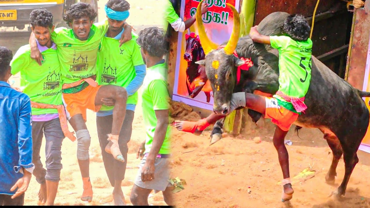 Periya Anicarapatti Jallikattu 2026 Videos 02 | பெரிய அணைக்கரைப்பட்டி ஜல்லிக்கட்டு 2026 Videos 02