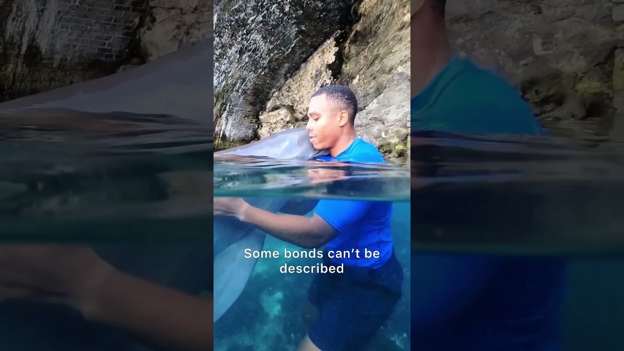 Incredible human & dolphin bond in Bermuda!