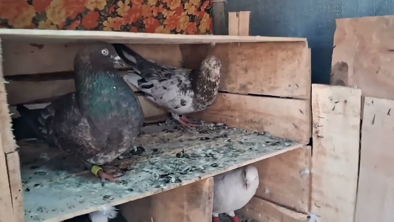 Kabutar ka shok karo bhai log ♥️#subscribe#pigeon#indianpegion#trending#youtubeshorts#youtuber#india