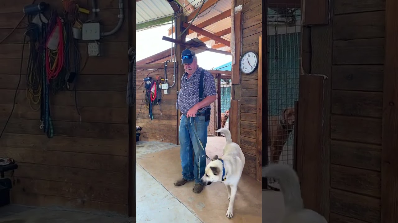 Dog heeling through a doorway