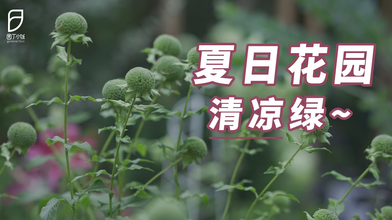 【园丁小饭】出门天热？不如来逛逛清凉绿的小花园