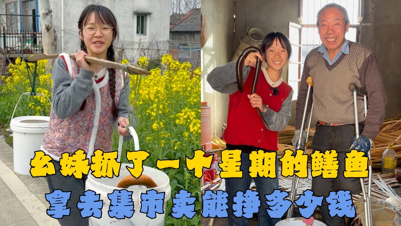 幺妹抓了一个星期的鳝鱼，拿去集市卖能挣多少钱？