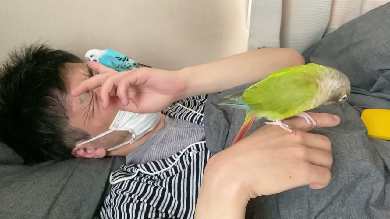 愛鳥が最後に飛んだ日