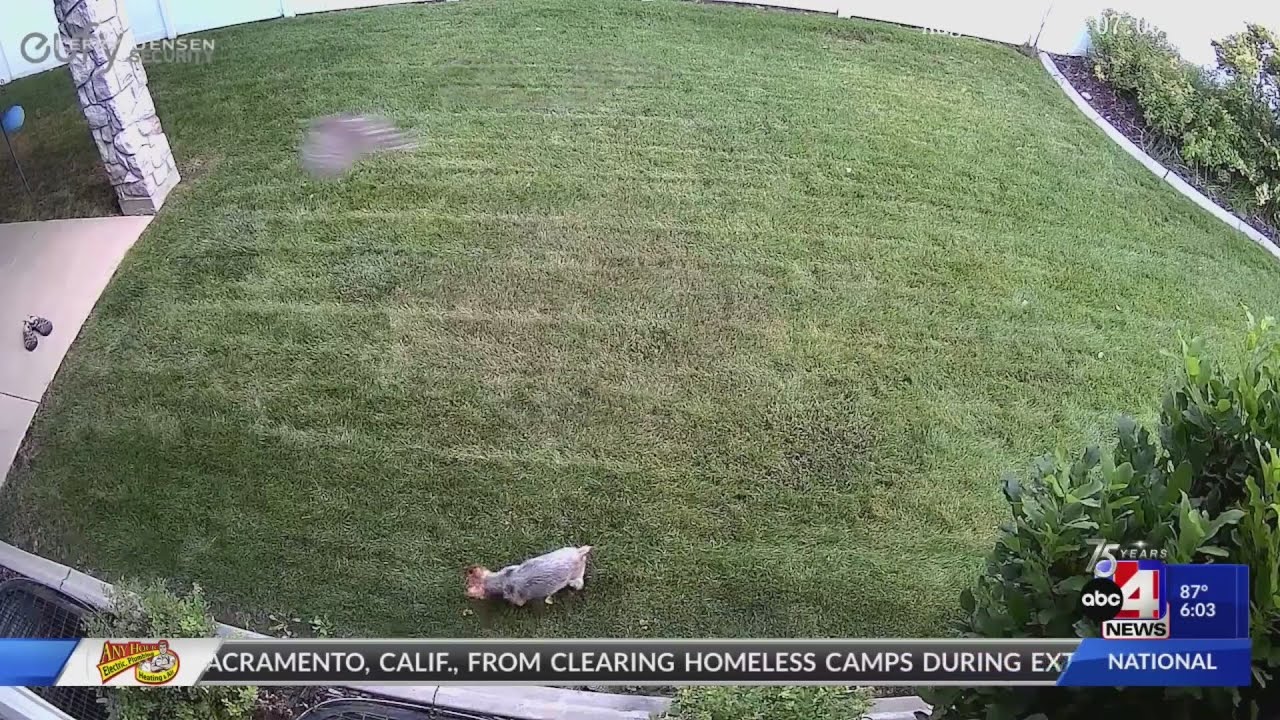VIDEO: Cottonwood Heights dog owner recounts 'hawk attack'