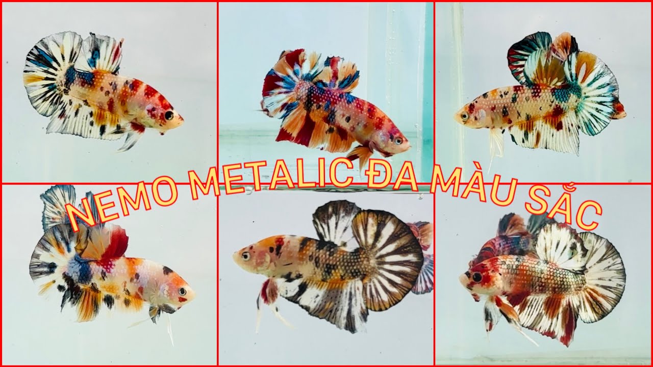 Clip 20-12. Metalic đa màu sắc đẹp giá rẻ 60,70,80k..... Mọi người vào xem săn cá đẹp nhé.