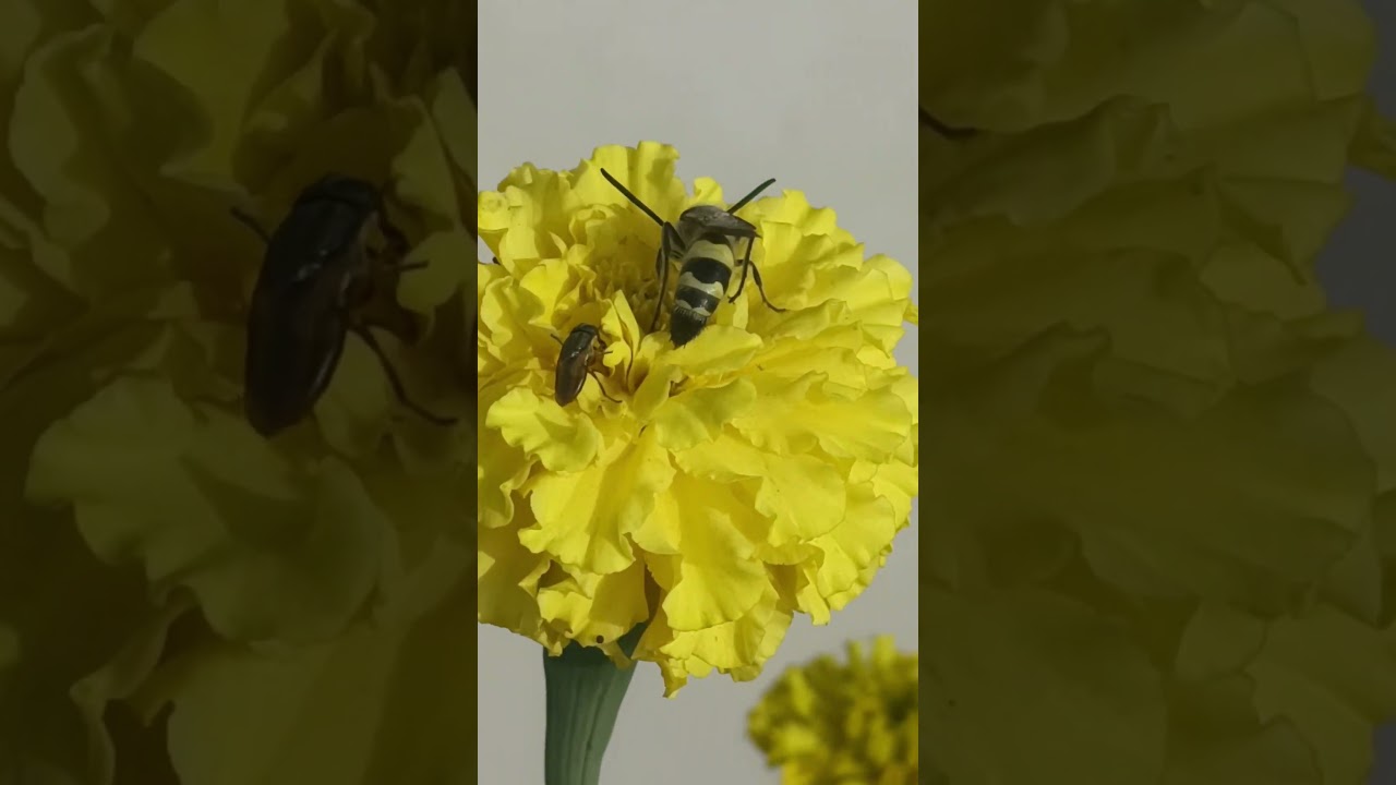 insect# pollination # Botany 