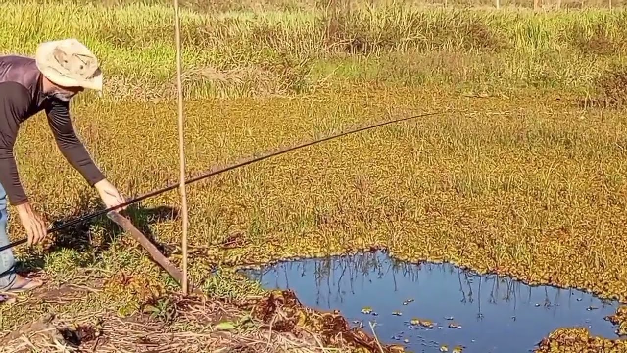 Melhor lugar Pra pescar as traíras  gigantes : uma lagoa abandonada  ,