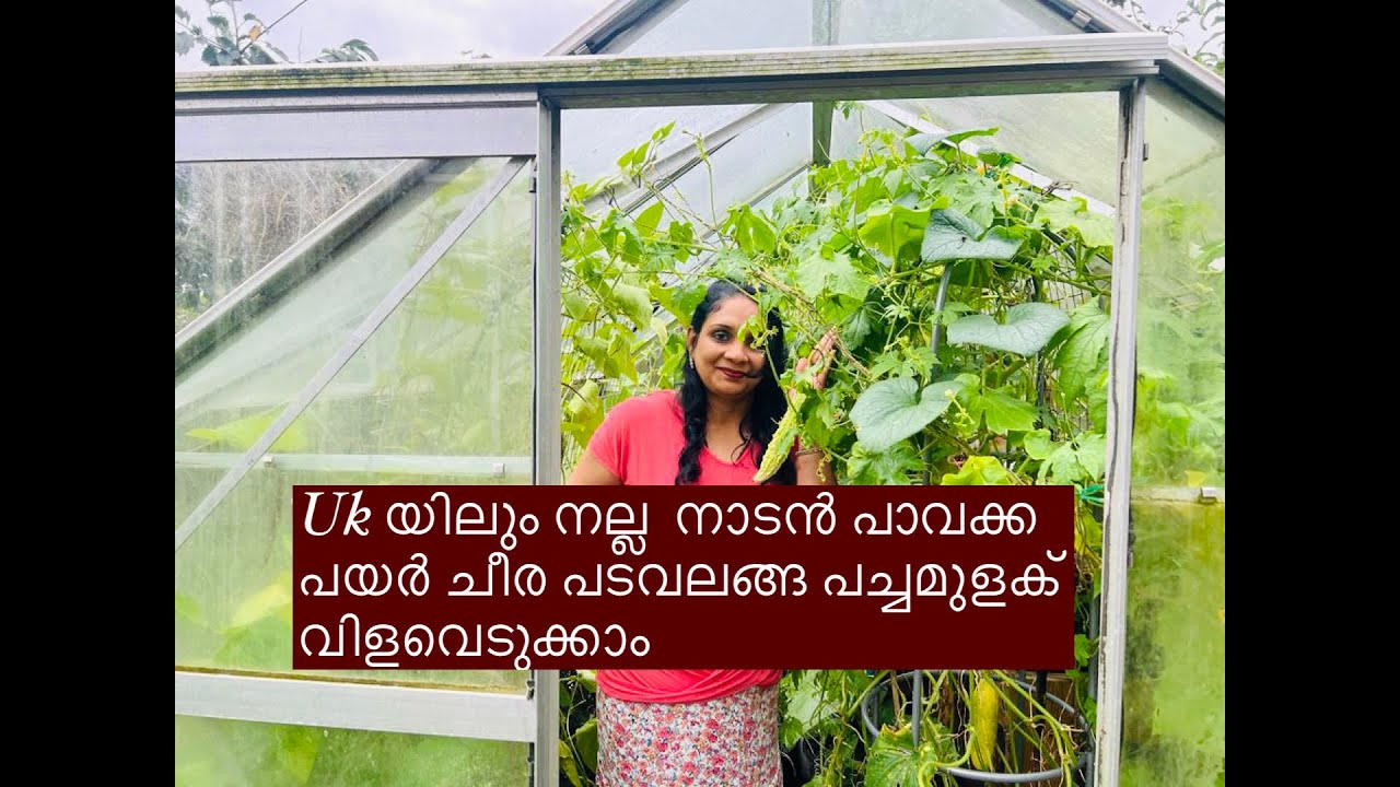 Amazing! Kerala Vegetable Growing and Harvesting in the UK