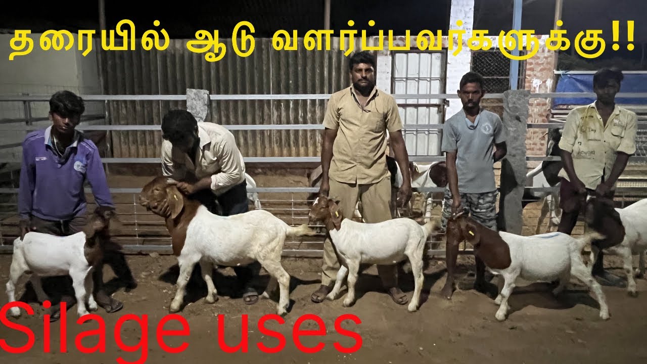 தரையில் ஆடு வளர்ப்பவர்களுக்கு|How silage is best for goats|Routine work of the Farm|#boer #boergoats
