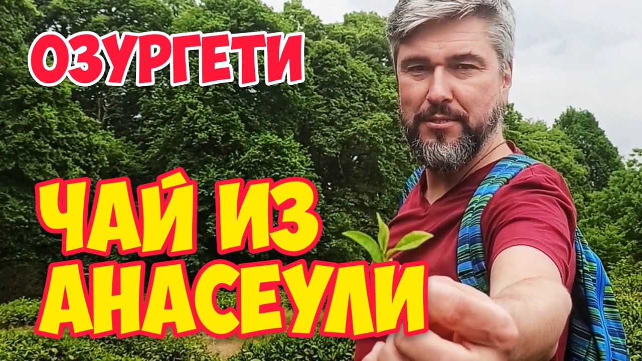 ГУРИЯ: История ГРУЗИНСКОГО Чая в Озургети | Грузия: Чайная Фабрика ANASEULI