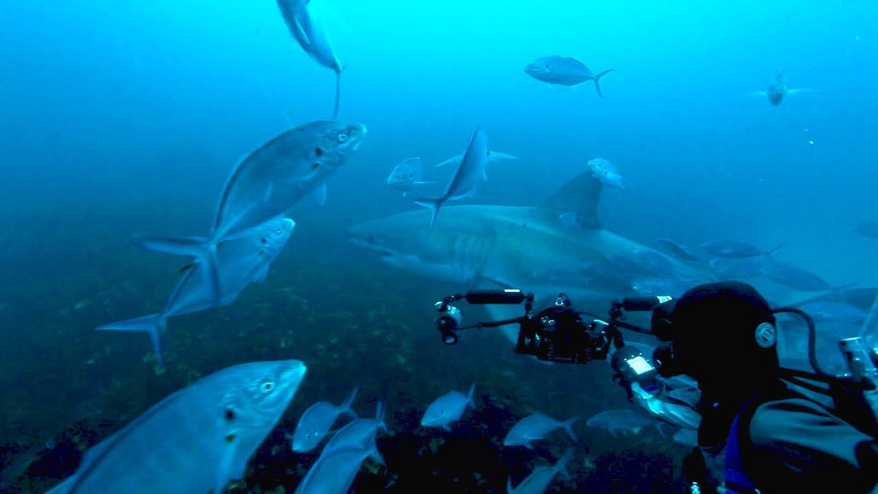 Cage Diving in Australia with Great White Sharks