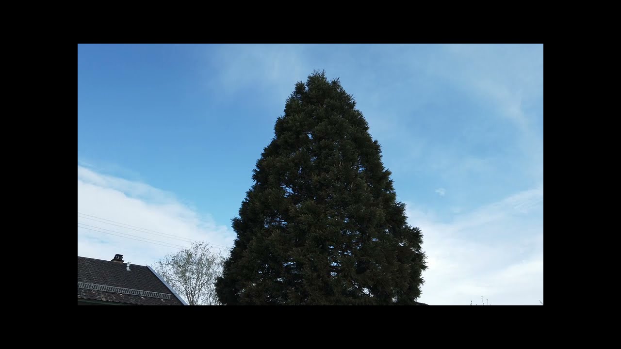 Mammutbaum & Garten