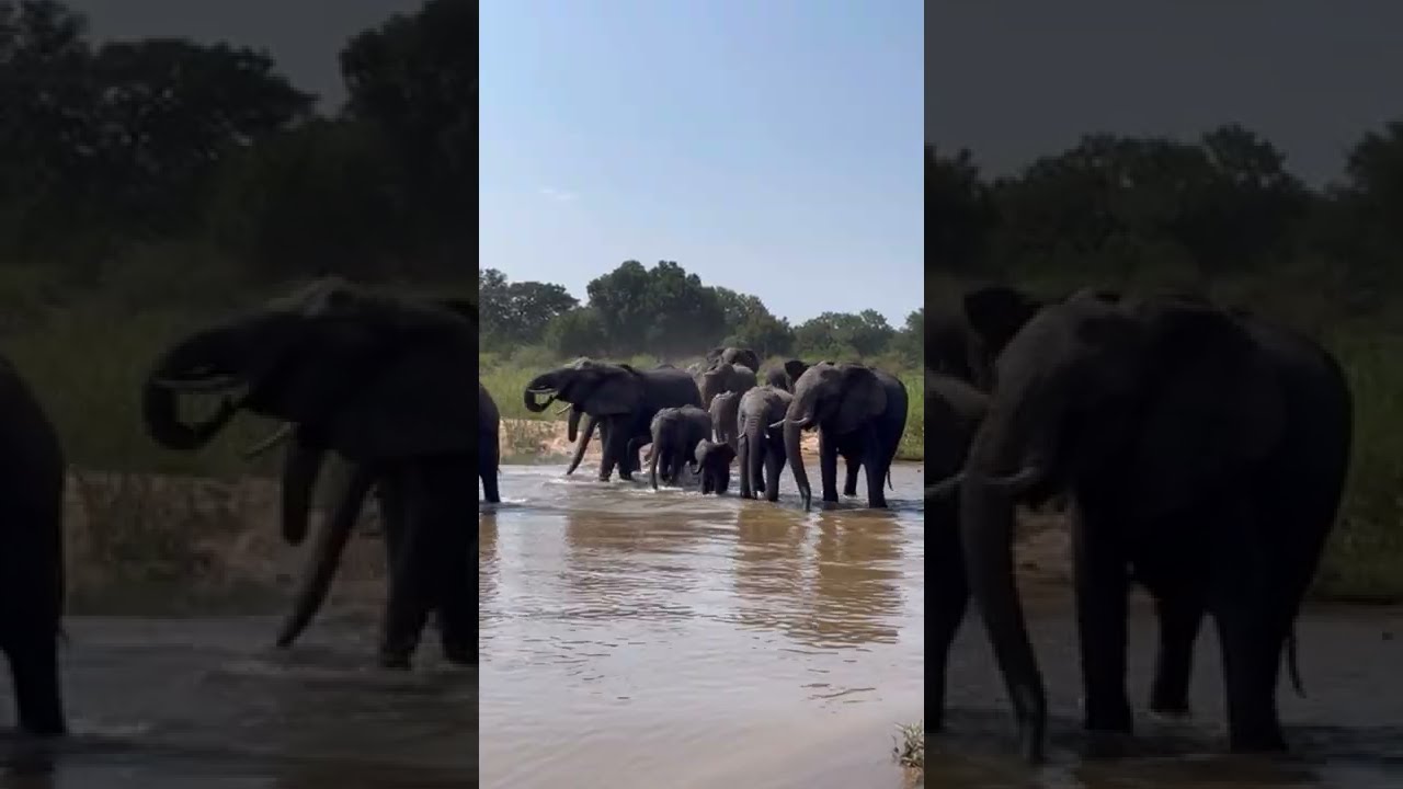 Magical Moments on Safari