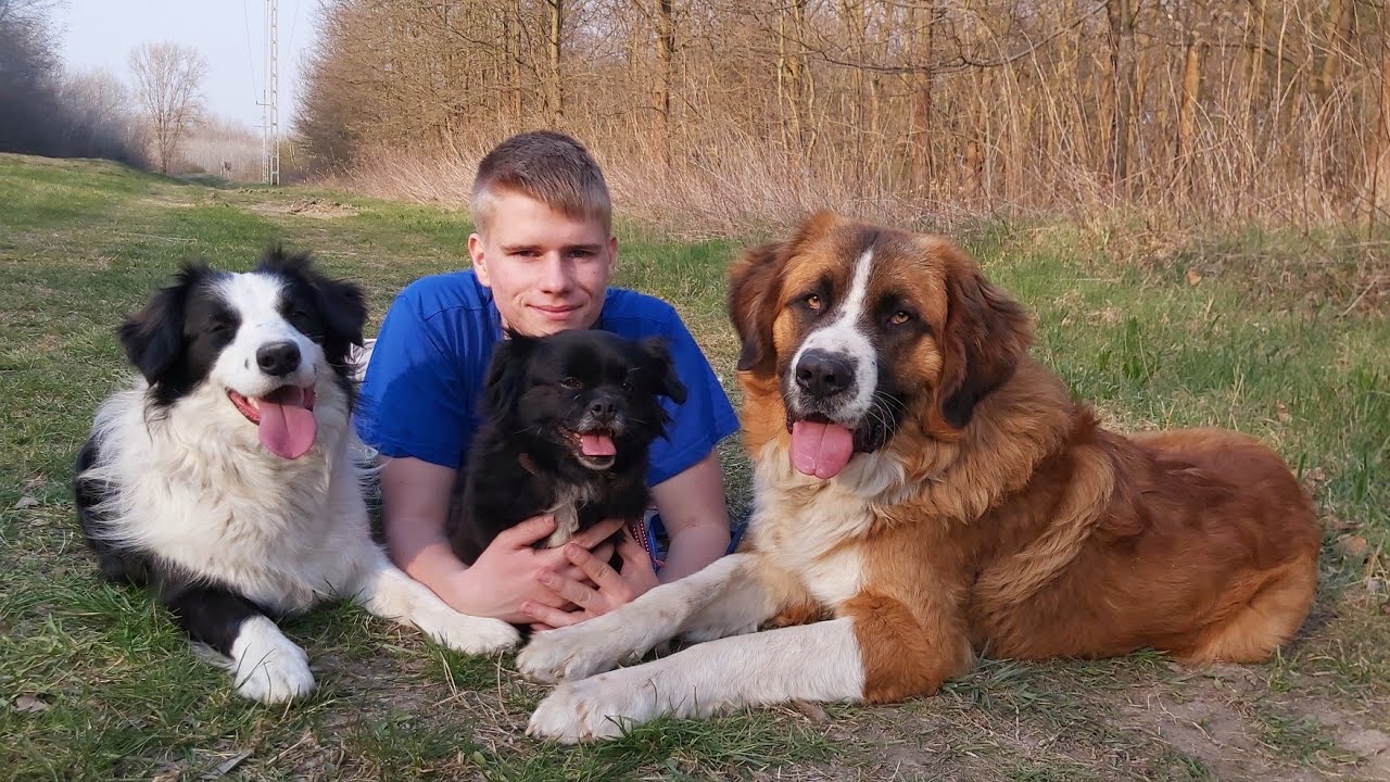 Hétvégi séta 3 kutyával | Moszkvai Őrkutya, Border Collie, Bichon Havanese keverék |