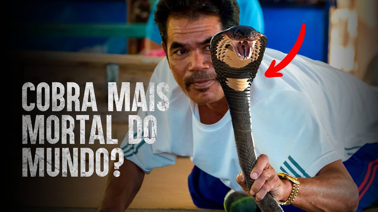 Como sobreviver a um ataque de cobra-real