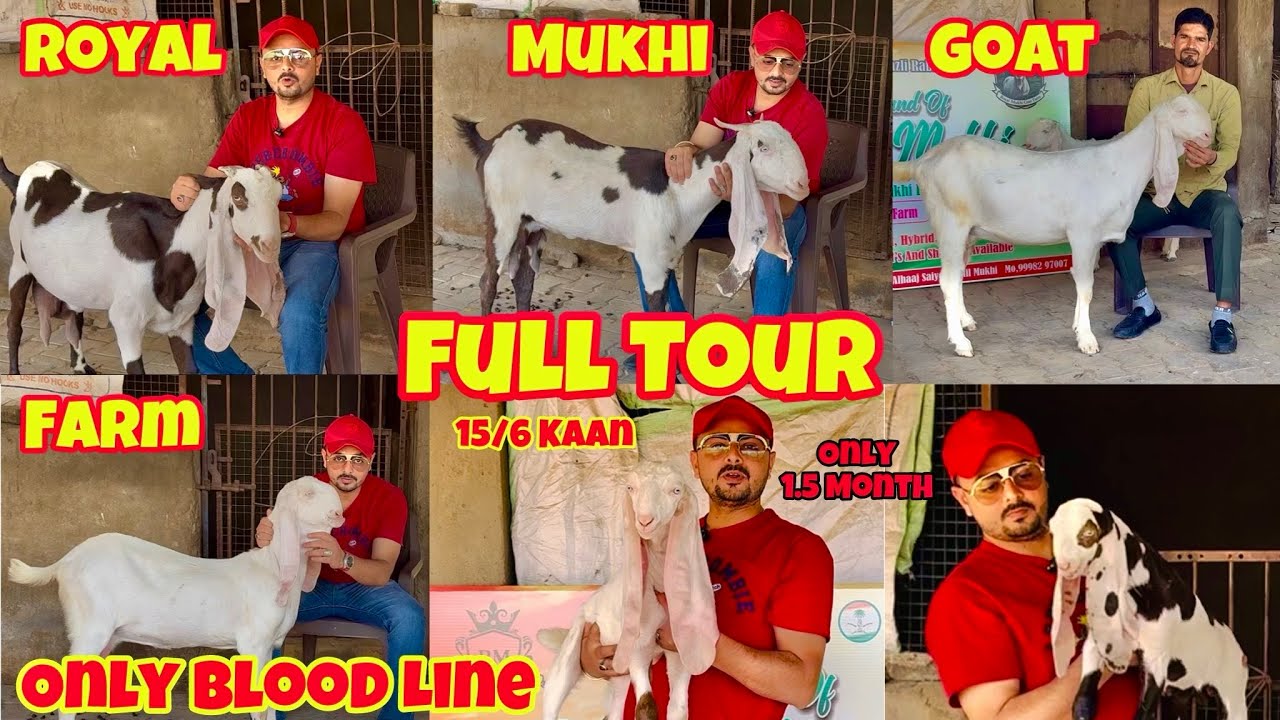 Full Tour Of Amazing 🤩 Hyderabadi Goat Breedline And Kid At Royal Mukhi Goat Farm || @patirahouse