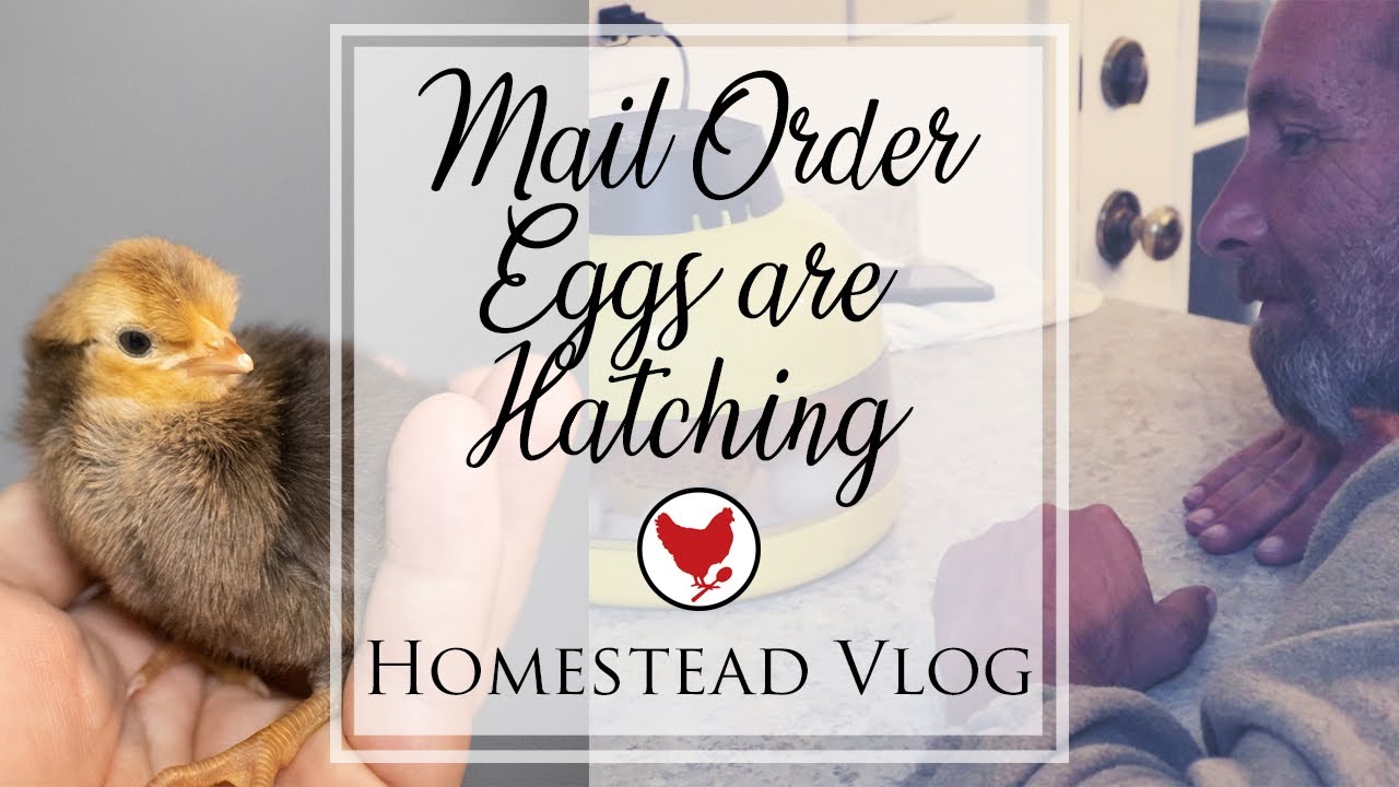 OUR MAIL ORDER EGGS ARE HATCHING! | Homestead Vlog