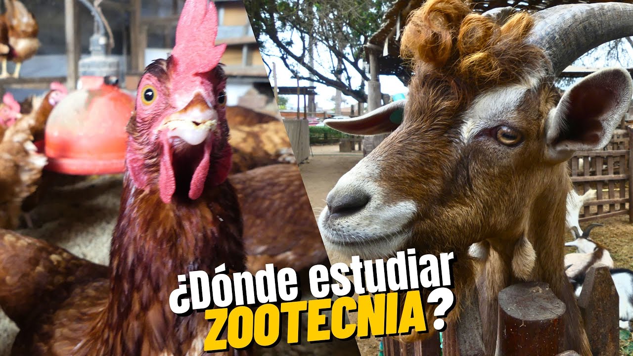 Quiero estudiar ZOOTECNIA y SANIDAD PECUARIA, la propuesta educativa del INTAP-Lurín