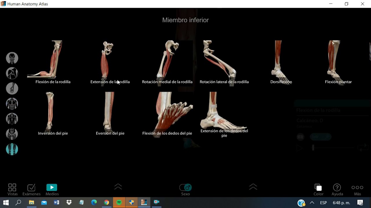 Flexión y extensión de rodilla
