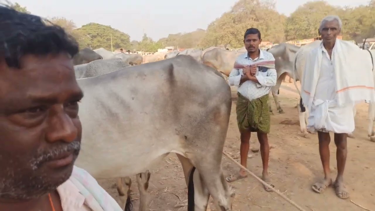 ಕೂಡ್ಲಿಗಿಯ ಸಂತೆ 04/03/2025