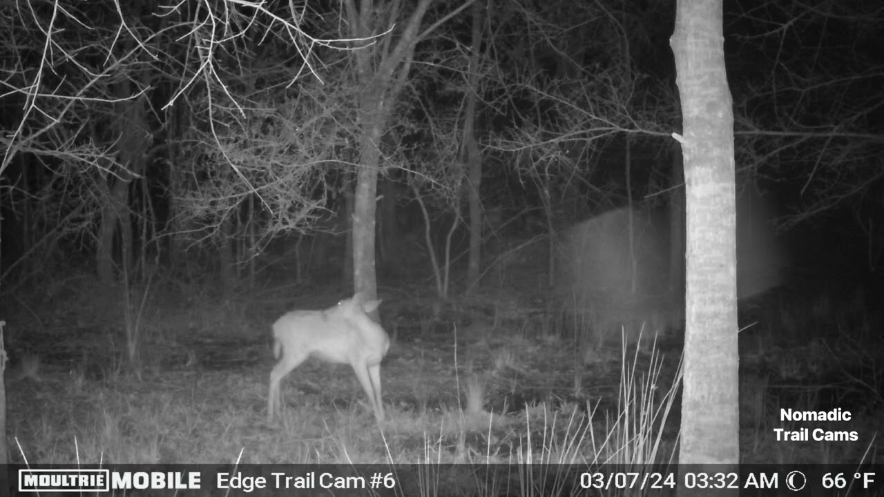 Hal Scott Regional Preserve- Trail Cam Action- Orlando, FL- March 2024