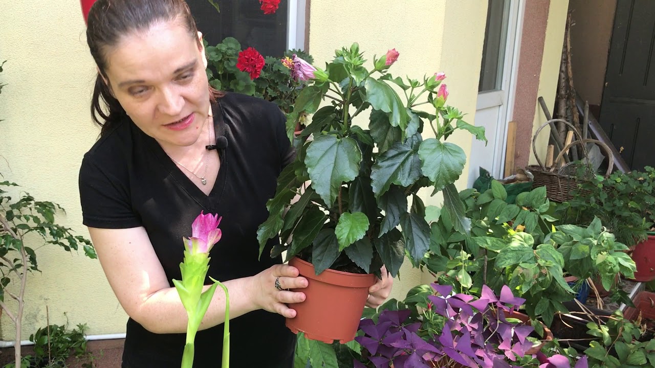 5 pasi pentru un hibiscus perfect #ingrijireaflorilor