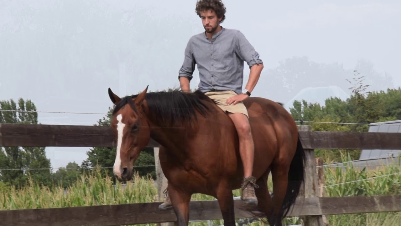 Basic steps how to guide a horse from stress to calmness. (Matthias Geysen)