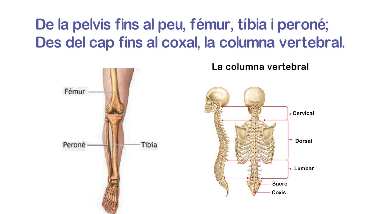 CAN&Ccedil;&Oacute; DE L'ESQUELET