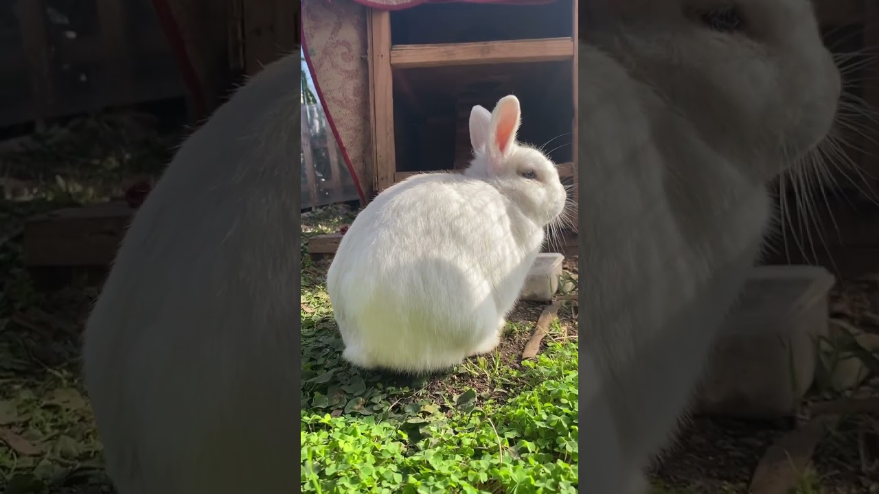 El Titi salvaje🐰🥰 