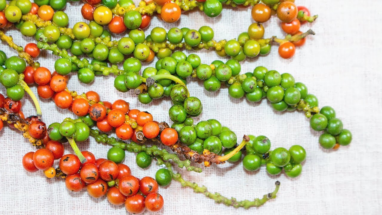 How to make Green Peppercorns in Brine