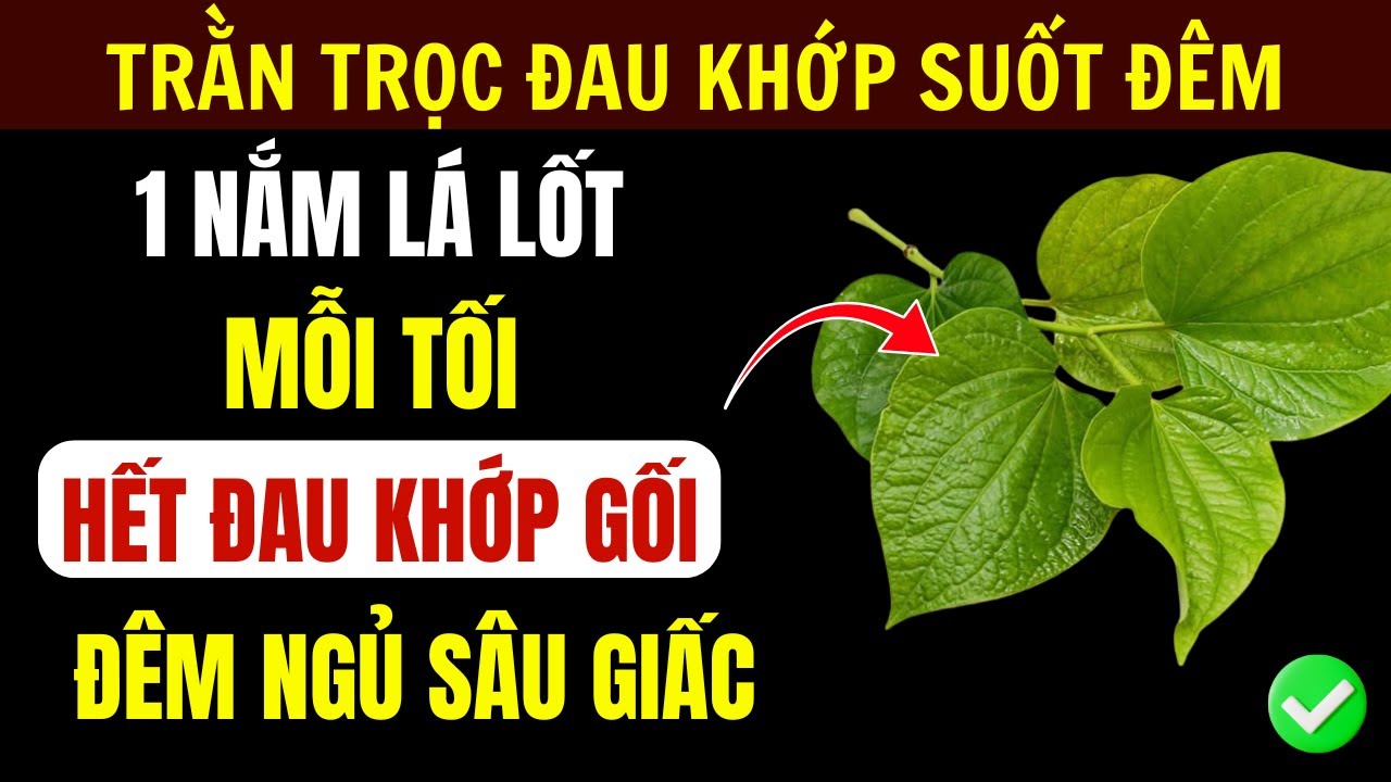 Chỉ 1 Nắm Lá Lốt Mỗi Tối: Đau Khớp Gối Ban Đêm Biến Mất, Ngủ Ngon Cho Người Cao Tuổi