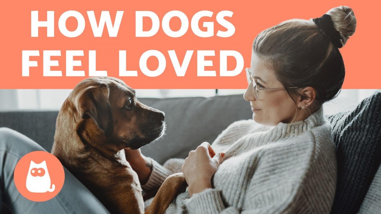 How Do DOGS Know You LOVE Them? 🧍&zwj;♀️❤️🐕