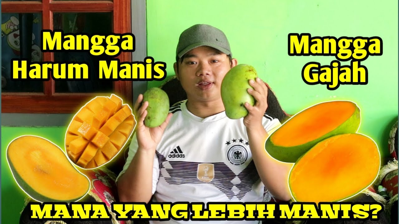 Ukur Tingkat Kemanisan Buah Mangga Harum Manis Dan Mangga Gajah