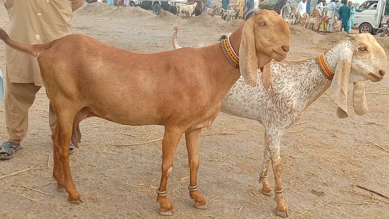 Madrasa bakra Mandi latest update 03086171529