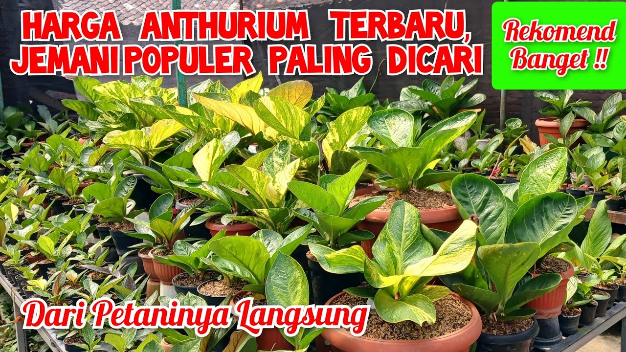 harga anthurium terbaru, jemani populer  paling dicari, dari petani langsung