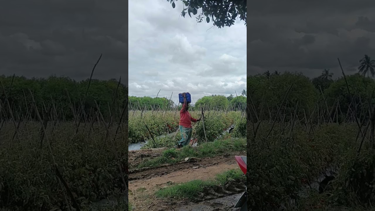 #agriculture #farming #nature #tomatoes  #farmer #andhra #apfarmers